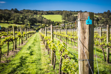 Mornington Peninsula Vines in Australia