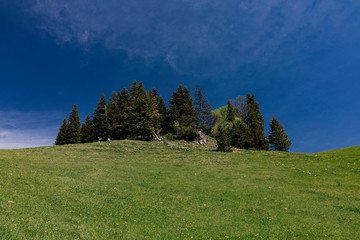 Pine forest and meadow in the mountains on the background of the sky with clouds.