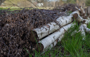 logging in the forest, logs piled on top of each other, logs in the forest.Deforestation
