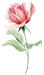 Hand painted watercolor single pink rose on the long stem with green leaves isolated in the white background