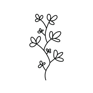  twig isolated . grass. doodle grass. stylized grass. grass ink. handwritten vector twig with leaves on each branch white background. grass and branche black and white