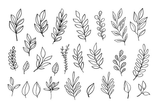 Vector branches and leaves. Hand drawn floral elements. Winter branches and leaves. Vintage botanical illustrations. 