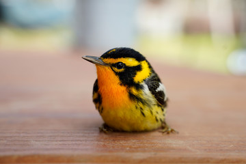 Bright, colorful Blackburnian warbler. Orange, yellow, black, white bird. Close up image. 