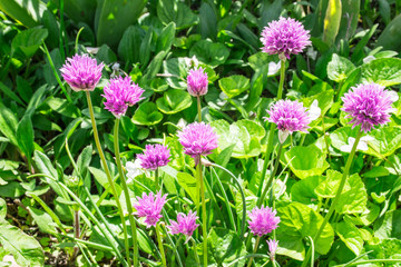 Beautiful Chive Flowers in the Garden. Pink flowers (Allium schoenoprasum)  in green solar lawn. Flowering chives in the garden at sunny day.