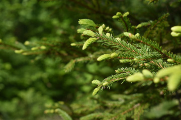 Fichtenwipferl für Hustentrank, frische Fichtentriebe im Mai