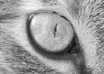 Cat eye macro shoot in black and white