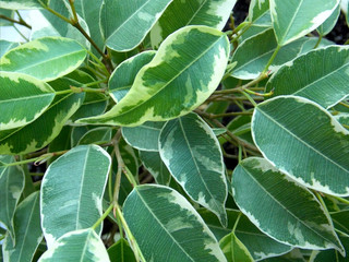 Leaves of ficus benjamina 