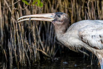 A Wood Stork (Mycteria americana) holds a small fish in it's beak as it hunts in the water around the roots of mangroves.