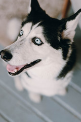 Husky dog. A dog with blue eyes. Husky's home. 