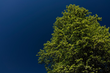 Green tree on a background of blue sky.