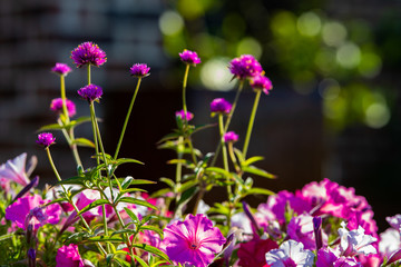 Fototapeta premium Backyard Patio Flowers with shallow depth of field