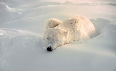 Fototapeta na wymiar Polar bear in Canadian Artic
