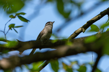Eurasian blackcap (Sylvia atricapilla) singing hidden in a tree
