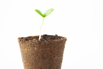 Young seedlings of zucchini in pots on a white background. How to grow food at home. seedlings of green plants and home gardening
