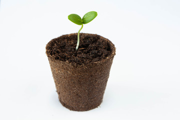 Young seedlings of zucchini in pots on a white background. How to grow food at home. seedlings of green plants and home gardening
