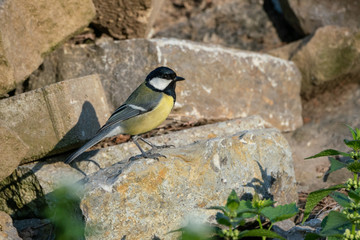 Great tit (Parus major) sitting in the sun on a rock