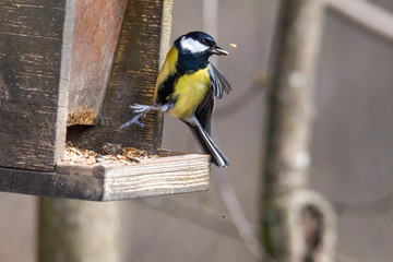 great tit on a branch near the bird feeder