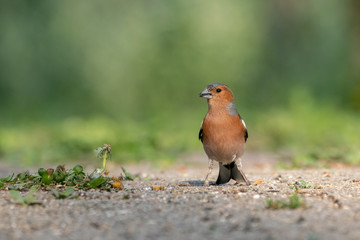 Male common chaffinch (Fringilla coelebs) looking for food on the ground