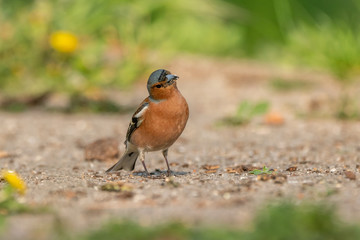 Male common chaffinch (Fringilla coelebs) looking for food on the ground