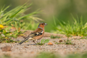 Male common chaffinch (Fringilla coelebs) looking for food on the ground
