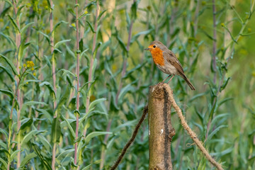 European robin (Erithacus rubecula) sitting on a pole