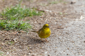 Yellowhammer looks for food on the forest floor