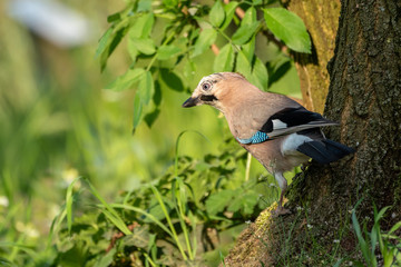 Eurasian jay (Garrulus glandarius) sitting on the ground