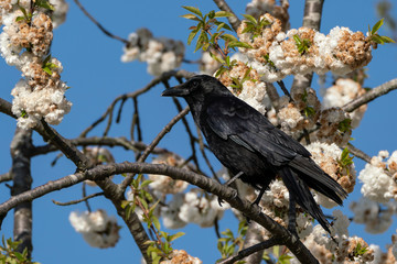 common raven (Corvus corax) sitting in a blooming tree