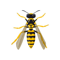Wasp isolated on white background. Insect illustration