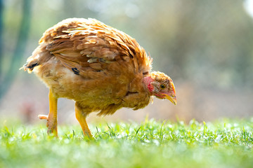 Hen feed on traditional rural barnyard. Close up of chicken standing on barn yard with green grass. Free range poultry farming concept.
