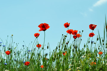 Poppy flowers field in the sky, nature photo