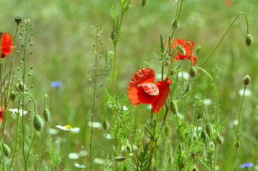 Green field of poppy flowers, amazing landscape, nature photo