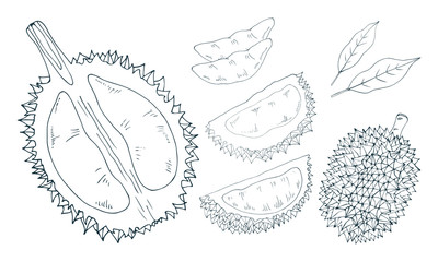 Durian whole, half, pulp, cut. Vector hand-drawn illustration in black and white.