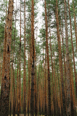 Pine forest. Tree trunks in the forest. 