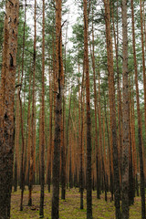 Obraz premium Pine forest. Tree trunks in the forest. 