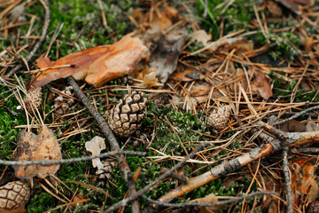 Forest texture. Forest land. Texture of moss and cones. Pine cone. 