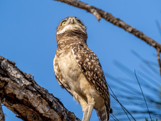 Burrowing Owl (Athene cunicularia) in tree in Cape Coral Florida