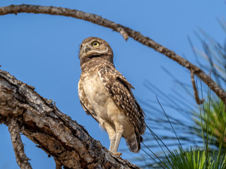 Burrowing Owl (Athene cunicularia) in tree in Cape Coral Florida