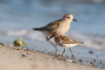 Obraz premium Dunlin, (Calidris alpina) looking for food on the sea.