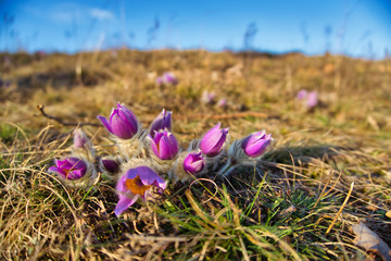 Springtime blossom of pasqueflower in the middle of the awakening field and beautiful blue sky.