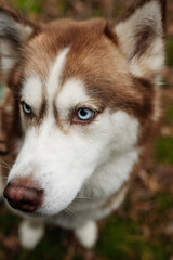 Obraz premium The dog is walking in the woods. Husky dog. Brown husky. 