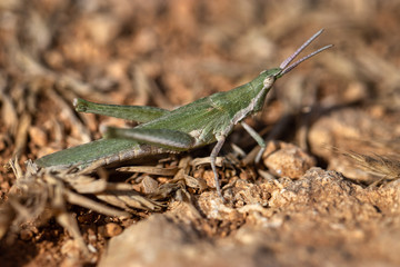 Pyrgomorpha conica, great green cricket. green grasshopper. Macro view insect in wildlife