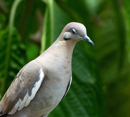 White-winged dove has sultry expression with vivid blue eye-ring half closed over a red-orange eye against a background of blurred green leaves.