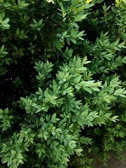 large boxwood with beautiful petals