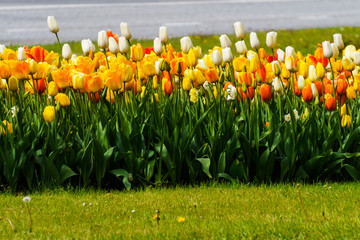Beautiful colorful red, yellow, white tulips. A flower bed of tulips as a decoration of the city. © lizaveta25