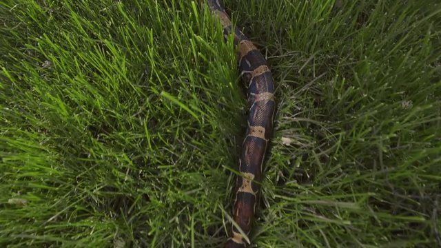 boa constrictor crawls on the grass in Sunny weather, dangerous snake glides on the lawn	