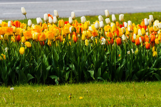 Beautiful colorful red, yellow, white tulips. A flower bed of tulips as a decoration of the city.