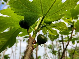 drop after rain flows down the fig