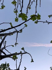 fig branches with fruits, bottom view to the sky