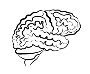 Human brain picture side view